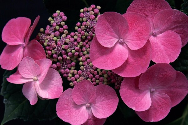 Bourgeons roses d hortensia en fleurs