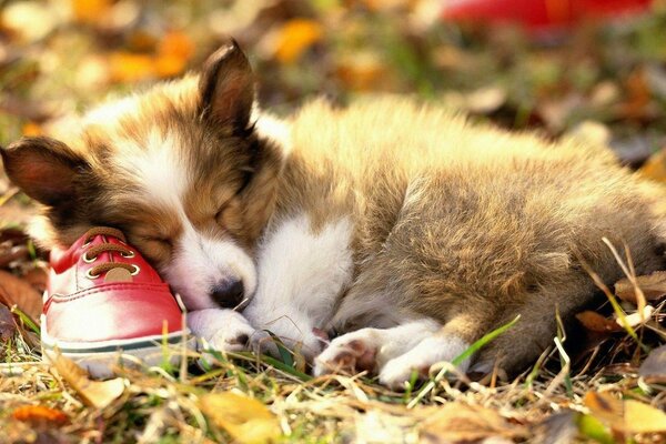 Chiot endormi dans les feuilles jaunes