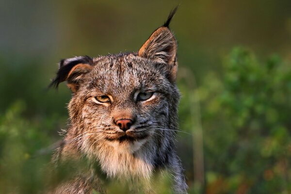 Foto divertente di una lince sull erba con uno sguardo furbo