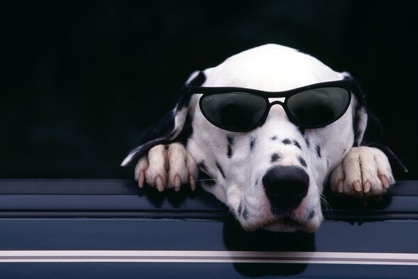 A Dalmatian with glasses looking out of a car window
