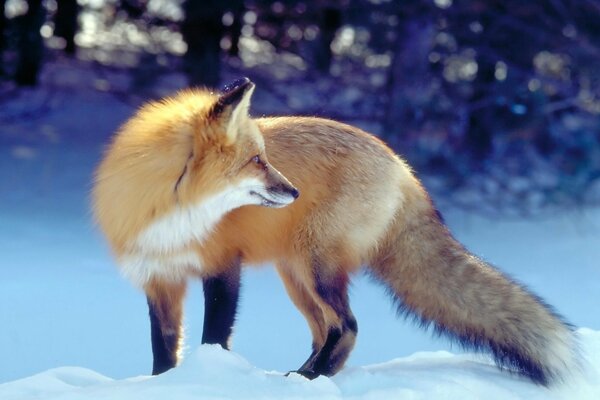 Red fox in winter on white snow