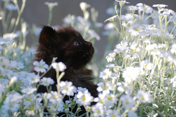 A little kitten is sitting on the lawn with flowers