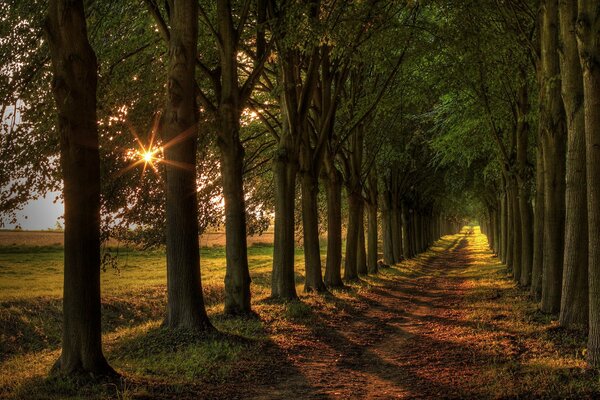 Paysage pittoresque d arbres sur fond de coucher de soleil