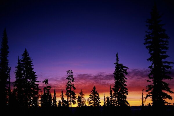 An unusual multicolored sunset illuminating the trees