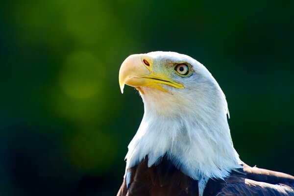 Aigle fier sur fond vert