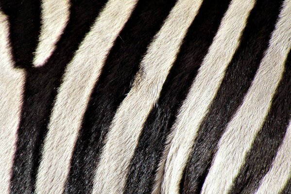 Materiale con colore zebra in bianco e nero