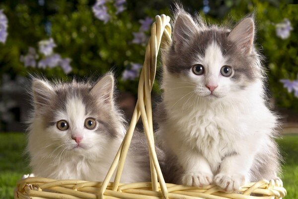 Two fluffy two-colored kittens in a basket