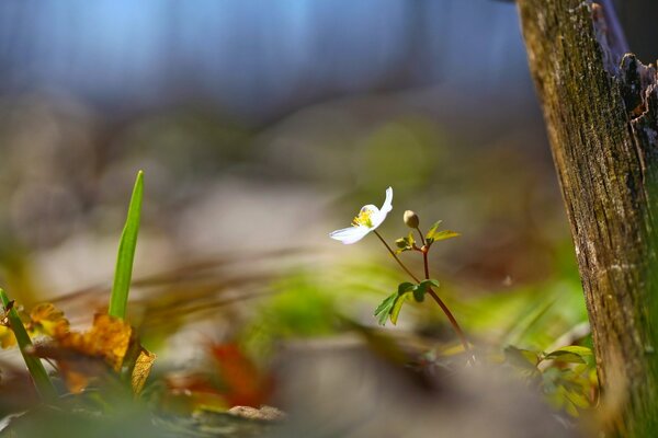 Fiore e albero nella natura estiva