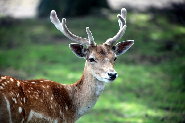 Die Tapete mit dem gehörnten Hirsch auf dem Hintergrund der Natur