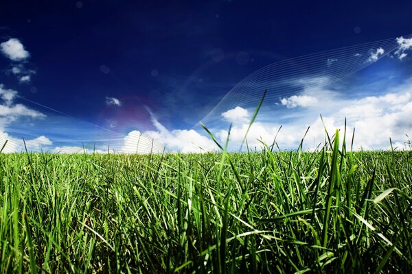 Beautiful green lawn with blue sky in clouds