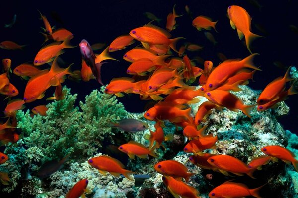 Muchos peces naranjas nadan entre las algas