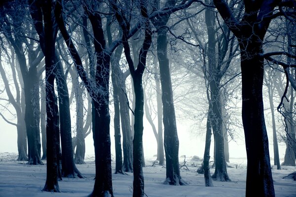 Winterwald mit Bäumen ohne Blätter im Frost