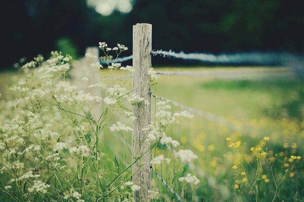 A barbed wire fence running through an overgrown field