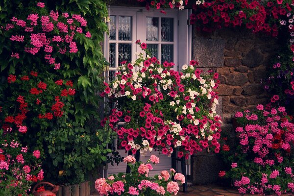 Jardín de la casa en la pared de la casa