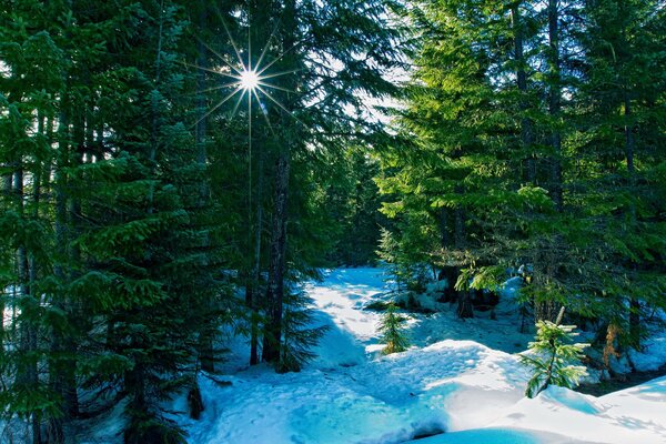 Красивая природа зимой, сквозь ветви деревьев пробиваются лучи солнца