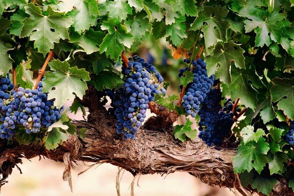 Bunches of grapes in the garden on a branch