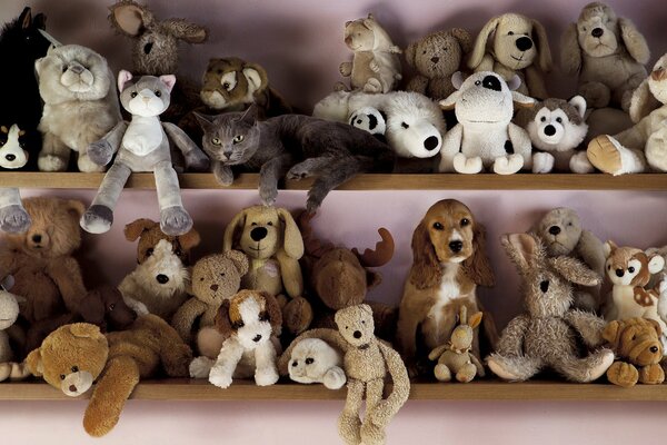 Lots of stuffed toys on the shelves