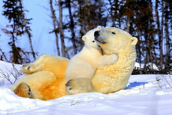 Mama bear and baby bear cuddle in the snow