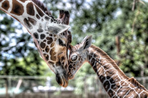 Mama żyrafa z uroczym dzieckiem