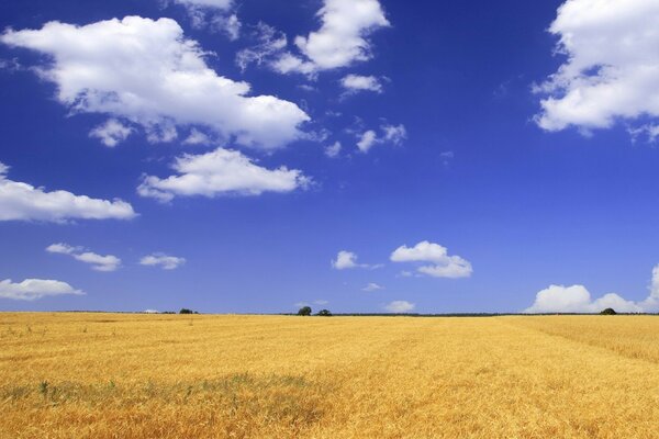 Yellow wheat field and blue sky