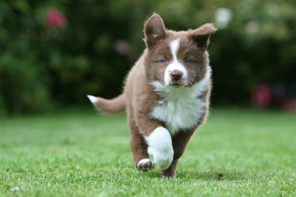 Border collie puppy playing on the grass