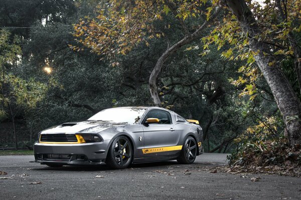 Ford Mustang argenté près de l arbre