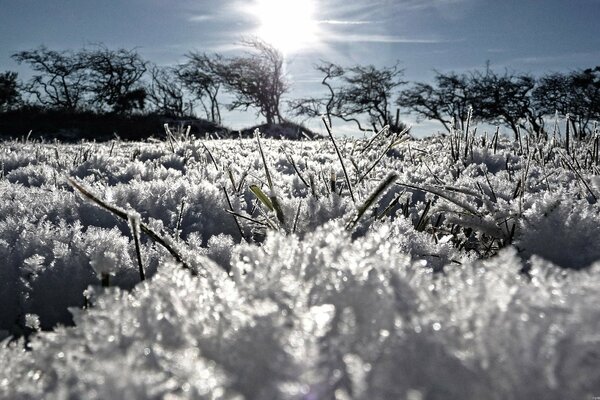 Frost on the grass in the reflection of the sun