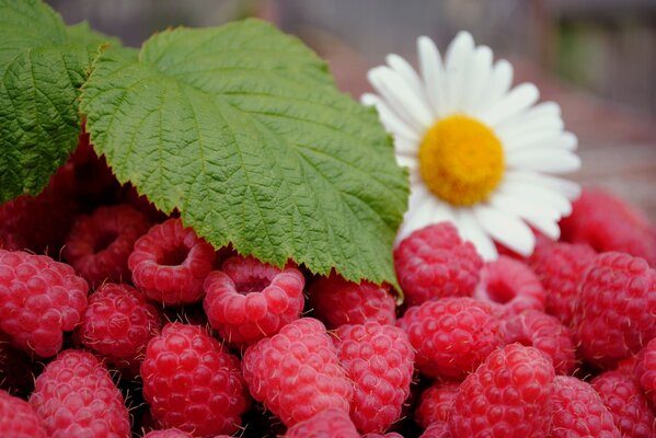 Summer composition of raspberries and chamomile