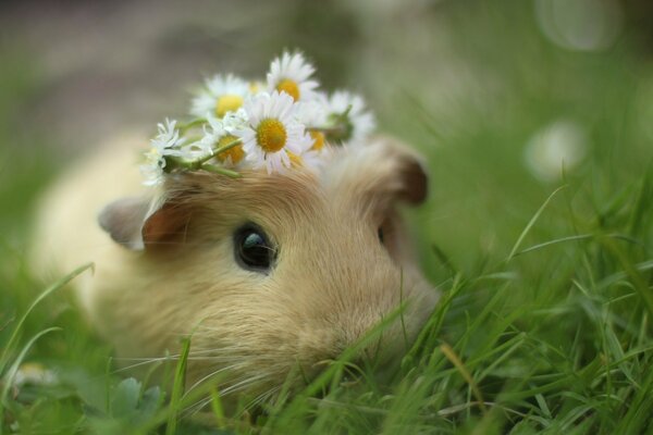 Guinea pig with a wreath of daisies in the grass