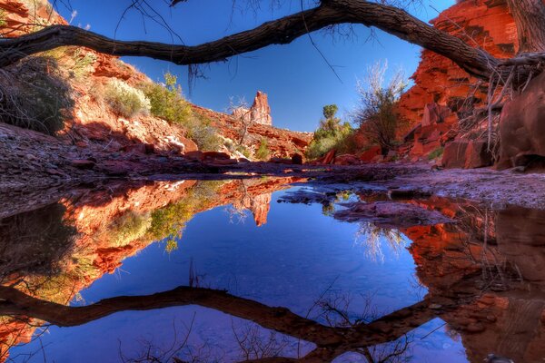 Un lago en el cañón y un árbol que se refleja en él