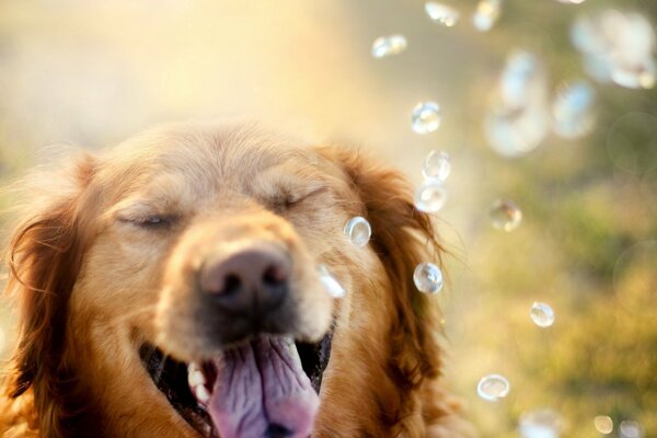 Rousse Retriever sur fond avec des gouttes