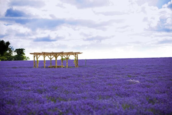 Cenador de pie en un campo de lavanda