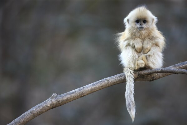 Petit singe assis sur une branche