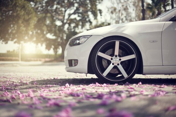 The front of the white car stands on flower petals