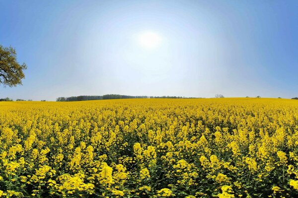 Windless weather among the flowers of the steppe