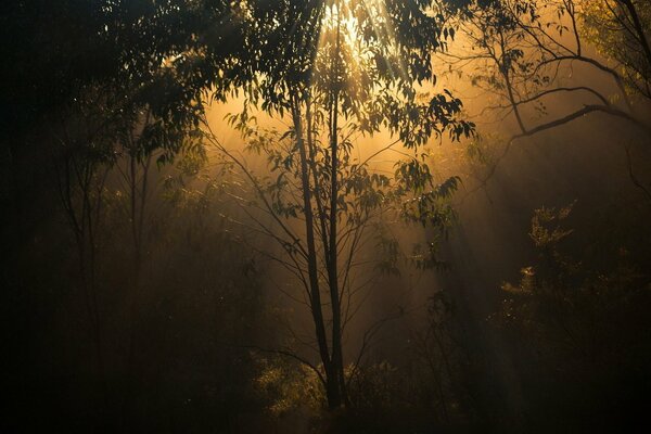 La lumière du soleil s est infiltrée à travers les arbres et le crépuscule