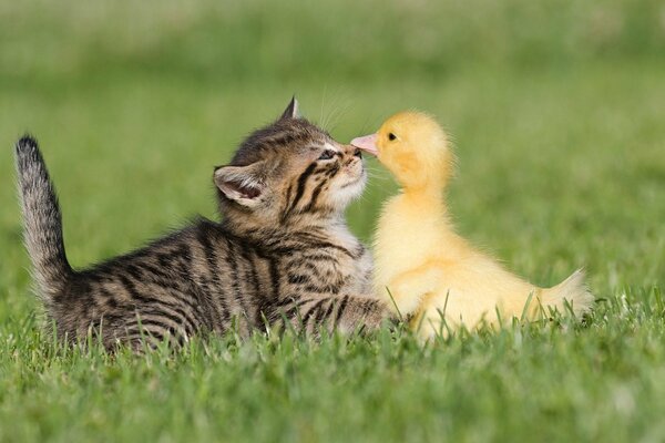 Friendship of a kitten and a duckling playing on the grass