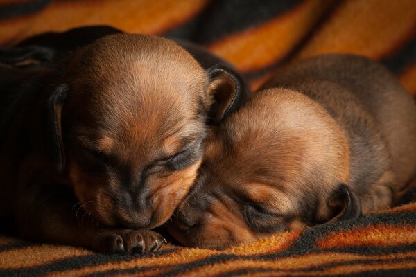 Chiots mignons dorment sur un plaid