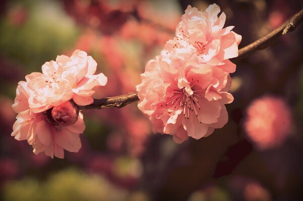 Flores de cerezo en flor en una rama de cerca