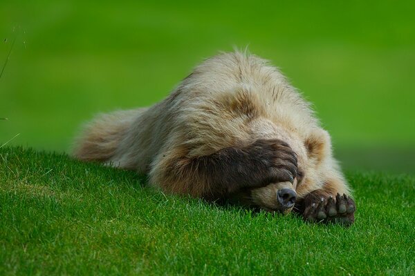 The bear on the grass covered himself with his paw from the shame