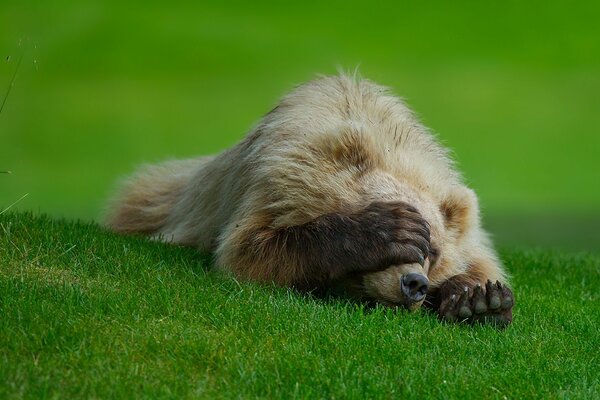 L orso sull erba si coprì con la zampa da stvda