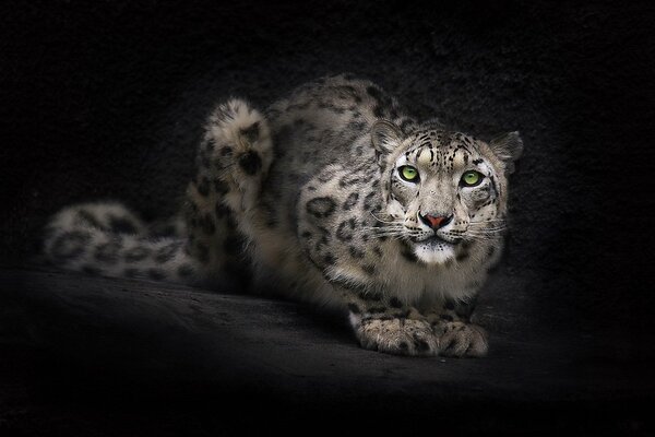 Schneeleopard auf schwarzem Hintergrund