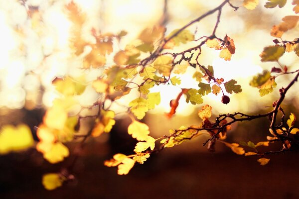 Luz de otoño a través de hojas y bayas