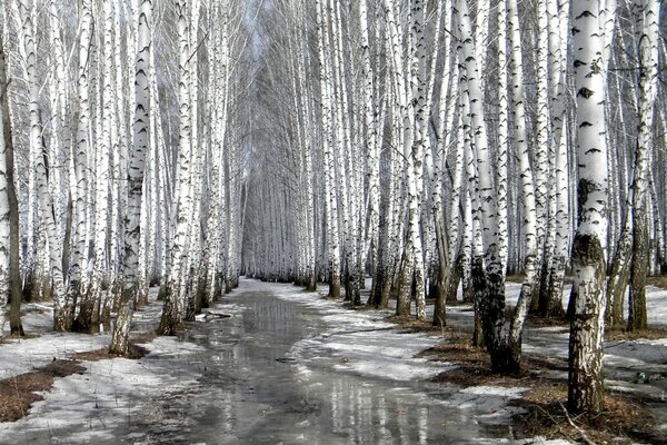 Spring birch forest