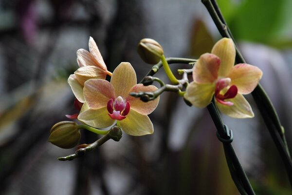 Foto einer Orchideenblüte auf einer Wiese