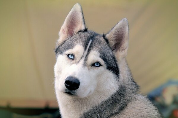 Husky aux yeux bleus bouchent