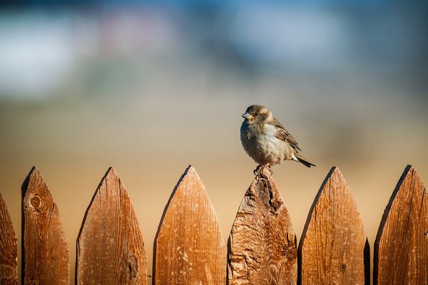 A little sparrow is sitting on the fence