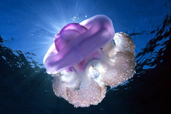 Подводный мир океана с медузой