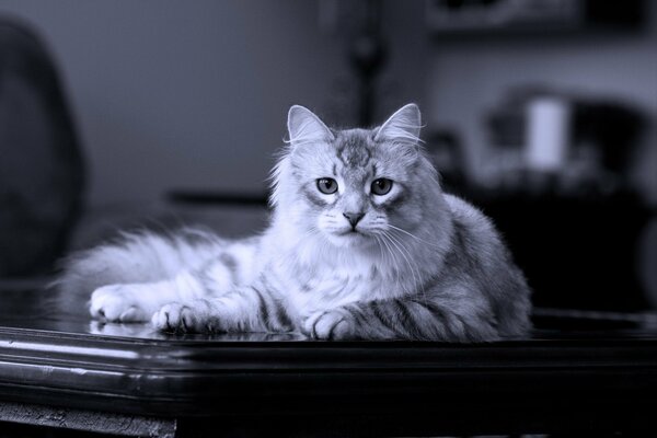 A pedigreed Siberian cat is lying on the table