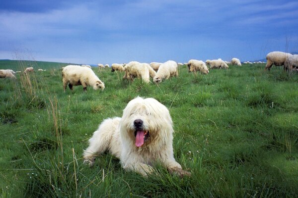 Польская овчарка охраняет овец на лугу